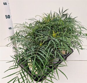 Polystichum setiferum geen maat specificatie 0,55L/P9cm - afbeelding 5