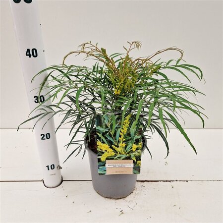 Polystichum setiferum geen maat specificatie 0,55L/P9cm - afbeelding 4