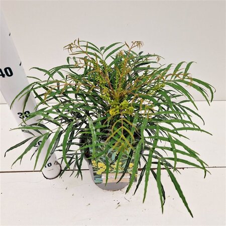 Polystichum setiferum geen maat specificatie 0,55L/P9cm - afbeelding 3