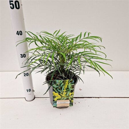 Polystichum setiferum geen maat specificatie 0,55L/P9cm - afbeelding 2