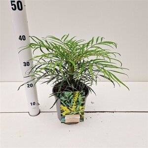 Polystichum setiferum geen maat specificatie 0,55L/P9cm - afbeelding 2