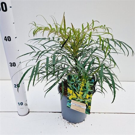 Polystichum setiferum geen maat specificatie 0,55L/P9cm - afbeelding 12