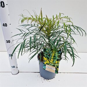 Polystichum setiferum geen maat specificatie 0,55L/P9cm - afbeelding 12
