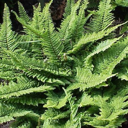 Polystichum setiferum geen maat specificatie 0,55L/P9cm - image 14