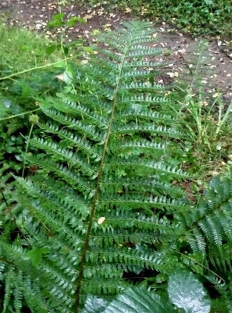 Polystichum setiferum geen maat specificatie 0,55L/P9cm - image 5