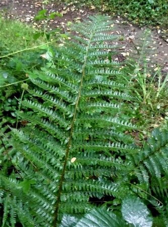 Polystichum setiferum geen maat specificatie 0,55L/P9cm - image 6