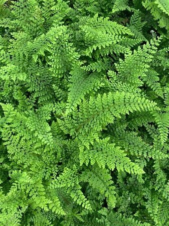 Polystichum set. 'Plumoso-densum' geen maat specificatie 0,55L/P9cm