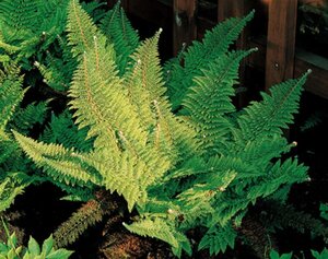 Polystichum set. 'Plumoso-densum' geen maat specificatie 0,55L/P9cm - afbeelding 2