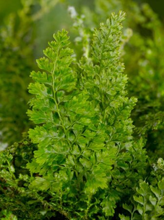 Polystichum set. 'Plumoso-densum' geen maat specificatie 0,55L/P9cm - afbeelding 3