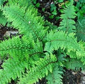 Polystichum set. 'Plumoso-densum' geen maat specificatie 0,55L/P9cm - afbeelding 4