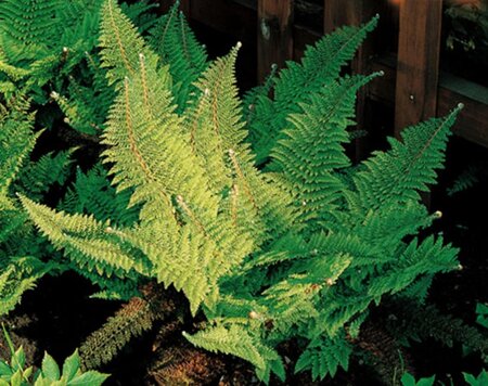 Polystichum set. 'Plumoso-densum' geen maat specificatie 0,55L/P9cm - image 2