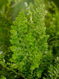 Polystichum set. 'Plumoso-densum' geen maat specificatie 0,55L/P9cm - image 3