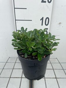 Potentilla tridentata 'Nuuk' geen maat specificatie cont. 1,3L