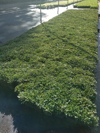 Potentilla tridentata 'Nuuk' geen maat specificatie 0,55L/P9cm - afbeelding 1