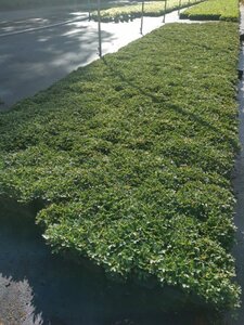 Potentilla tridentata 'Nuuk' geen maat specificatie 0,55L/P9cm