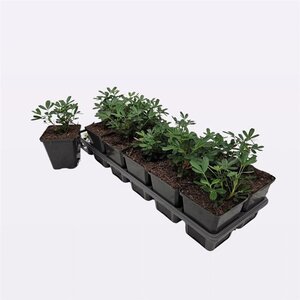 Potentilla tridentata 'Nuuk' geen maat specificatie 0,55L/P9cm