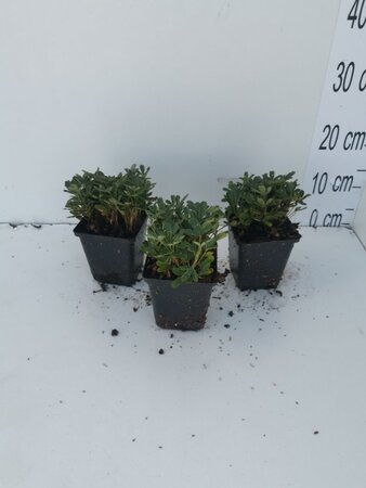 Potentilla tridentata 'Nuuk' geen maat specificatie 0,55L/P9cm - afbeelding 2