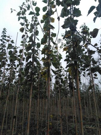 Populus tremula 10-12 Hoogstam wortelgoed - afbeelding 3