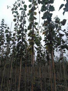 Populus tremula 10-12 Hoogstam wortelgoed - afbeelding 3