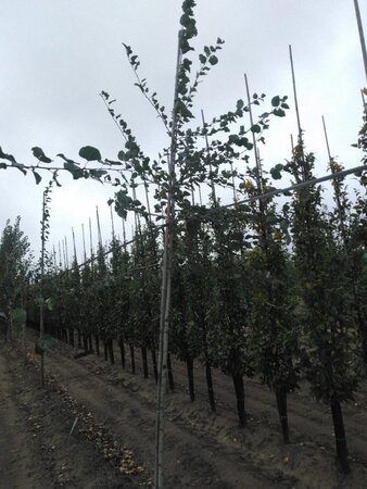 Populus tremula 10-12 Hoogstam wortelgoed - afbeelding 4