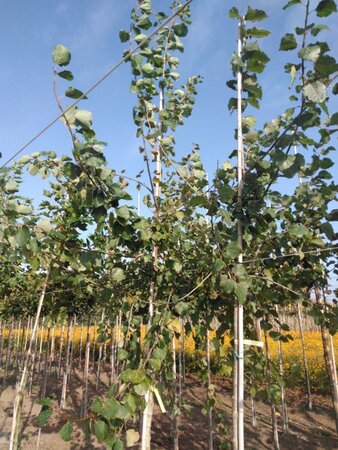 Populus tremula 14-16 Hoogstam wortelgoed 2 X verplant - afbeelding 4