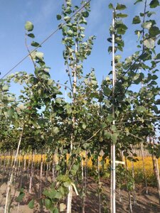 Populus tremula 14-16 Hoogstam wortelgoed 2 X verplant - afbeelding 4