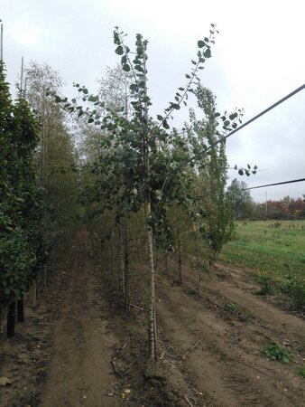 Populus tremula 14-16 Hoogstam wortelgoed 2 X verplant - afbeelding 5