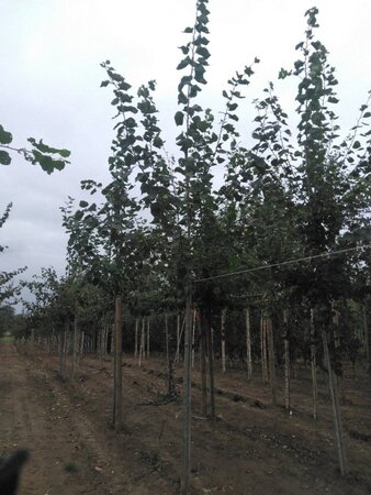 Populus tremula 14-16 Hoogstam wortelgoed 2 X verplant - afbeelding 3