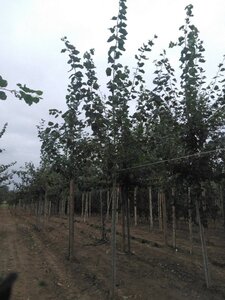 Populus tremula 14-16 Hoogstam wortelgoed 2 X verplant - afbeelding 3