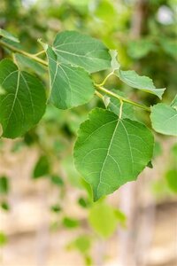 Populus tremula 14-16 Hoogstam wortelgoed 2 X verplant - afbeelding 2