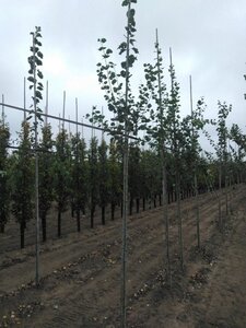 Populus tremula 6-8 Hoogstam wortelgoed - afbeelding 3