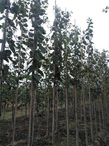 Populus tremula 6-8 Hoogstam wortelgoed - afbeelding 4