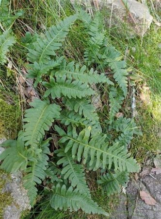 Polypodium vulgare geen maat specificatie 0,55L/P9cm - afbeelding 7