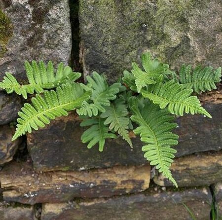 Polypodium vulgare geen maat specificatie 0,55L/P9cm - afbeelding 3