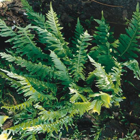 Polypodium vulgare geen maat specificatie 0,55L/P9cm - afbeelding 2
