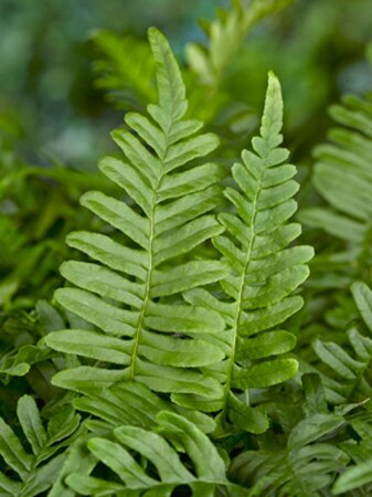 Polypodium vulgare geen maat specificatie 0,55L/P9cm - image 10