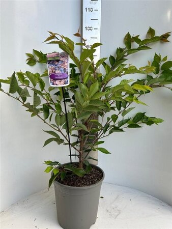 Prunus 'Accolade' 100-120 cm cont. 10L - afbeelding 2