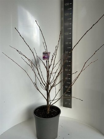 Prunus 'Accolade' 100-120 cm cont. 10L - afbeelding 5