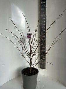 Prunus 'Accolade' 100-120 cm cont. 10L - afbeelding 5