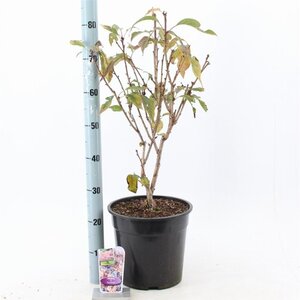 Prunus 'Accolade' 100-120 cm cont. 10L - afbeelding 3