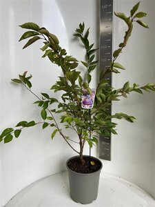 Prunus 'Accolade' 100-120 cm cont. 10L - afbeelding 4