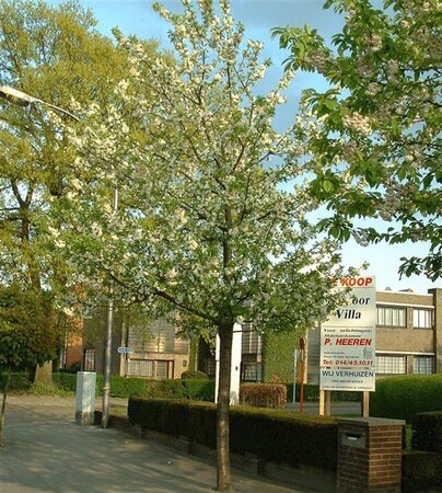 Prunus a. 'Plena' 6-8 Hoogstam wortelgoed - afbeelding 3