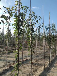 Prunus a. 'Plena' 6-8 Hoogstam wortelgoed - afbeelding 2