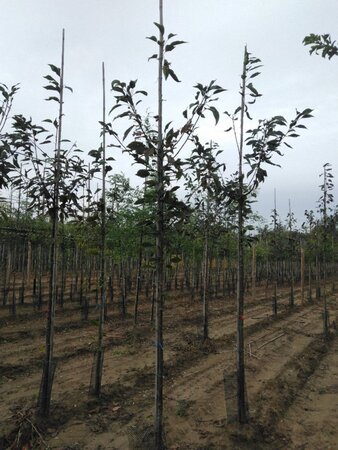Prunus a. 'Plena' 6-8 Hoogstam wortelgoed - afbeelding 1