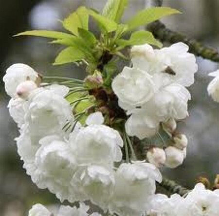 Prunus a. 'Plena' 6-8 Hoogstam wortelgoed - afbeelding 4
