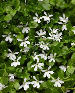 Pratia angulata 'Treadwellii' geen maat specificatie 0,55L/P9cm