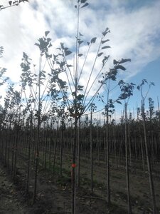 Prunus avium= boskers 10-12 Hoogstam wortelgoed - afbeelding 7