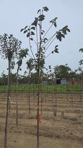 Prunus avium= boskers 10-12 Hoogstam wortelgoed - afbeelding 8