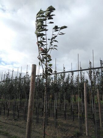 Prunus avium= boskers 10-12 Hoogstam wortelgoed - afbeelding 9