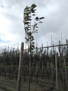 Prunus avium= boskers 10-12 Hoogstam wortelgoed - afbeelding 9